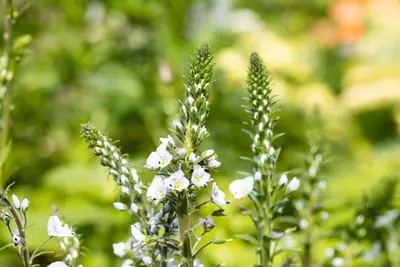 Veronica gentianoides (Ereprijs) - afbeelding 9