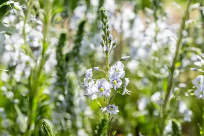 Veronica gentianoides (Ereprijs) - afbeelding 11