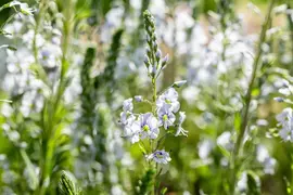 Veronica gentianoides (Ereprijs) - afbeelding 11
