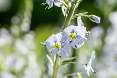 Veronica gentianoides (Ereprijs) - afbeelding 12