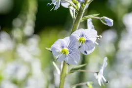 Veronica gentianoides (Ereprijs) - afbeelding 12