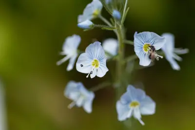Veronica gentianoides (Ereprijs) - afbeelding 3