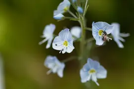 Veronica gentianoides (Ereprijs) - afbeelding 3