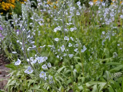 Veronica gentianoides (Ereprijs) - afbeelding 2