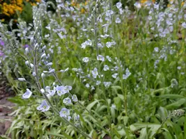 Veronica gentianoides (Ereprijs) - afbeelding 2