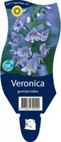 Veronica gentianoides (Ereprijs) - afbeelding 1