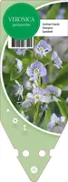 Veronica Gentianoides (Ereprijs) - afbeelding 1