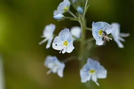 Veronica gentianoides (Ereprijs) - afbeelding 3