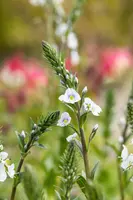 Veronica gentianoides (Ereprijs) - afbeelding 5