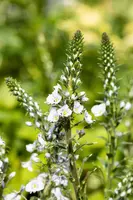 Veronica gentianoides (Ereprijs) - afbeelding 8