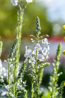 Veronica gentianoides (Ereprijs) - afbeelding 10