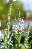 Veronica gentianoides (Ereprijs) - afbeelding 10