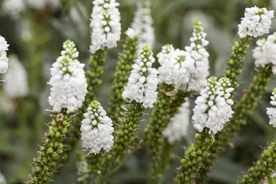 Veronica longifolia (Lange ereprijs) - afbeelding 4
