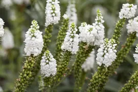 Veronica longifolia (Lange ereprijs) - afbeelding 4
