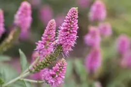 Veronica longifolia (Lange ereprijs) - afbeelding 6