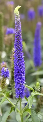 Veronica longifolia (Lange ereprijs) - afbeelding 2