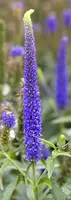 Veronica longifolia (Lange ereprijs) - afbeelding 2