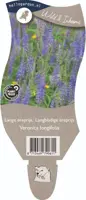Veronica longifolia (Lange ereprijs) - afbeelding 1