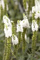 Veronica longifolia (Lange ereprijs) - afbeelding 3