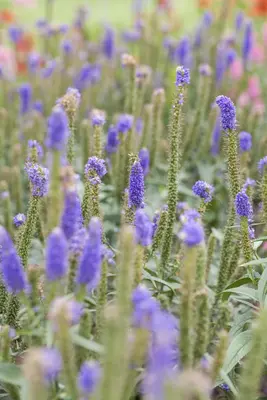 Veronica longifolia (Lange ereprijs) - afbeelding 5