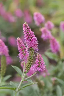 Veronica longifolia (Lange ereprijs) - afbeelding 7