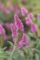 Veronica longifolia (Lange ereprijs) - afbeelding 7