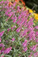 Veronica longifolia (Lange ereprijs) - afbeelding 8