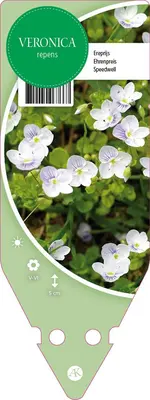 Veronica Repens (Ereprijs) - afbeelding 1