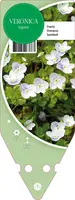 Veronica Repens (Ereprijs) - afbeelding 1