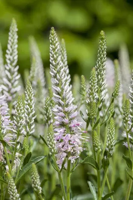 Veronica spicata (Aarereprijs) - afbeelding 2