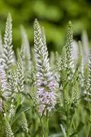 Veronica spicata (Aarereprijs) - afbeelding 2