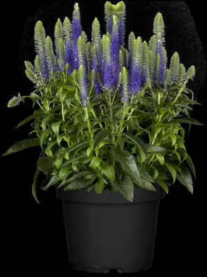 Veronica spicata (Aarereprijs) - afbeelding 4