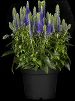 Veronica spicata (Aarereprijs) - afbeelding 4