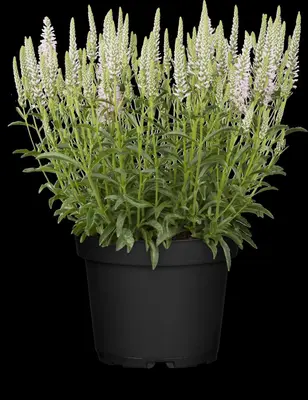 Veronica spicata (Aarereprijs) - afbeelding 3