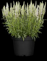 Veronica spicata (Aarereprijs) - afbeelding 3