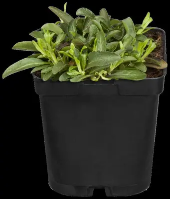 Veronica spicata (Aarereprijs) - afbeelding 5