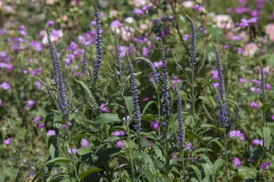 Veronica spicata (Aarereprijs) - afbeelding 1