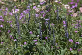 Veronica spicata (Aarereprijs) - afbeelding 1