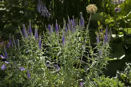 Veronica spicata (Aarereprijs) - afbeelding 6