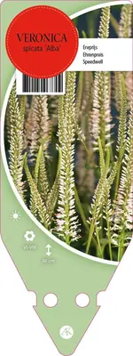 Veronica Spicata Alba (Aar-ereprijs) - afbeelding 1