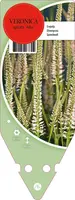 Veronica Spicata Alba (Aar-ereprijs) - afbeelding 1