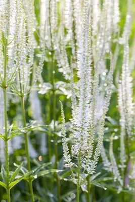 Veronica Spicata Alba (Aar-ereprijs) - afbeelding 4