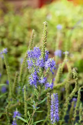 Veronica spicata 'Nana Blauteppich' (Aar-ereprijs 'Nana Blauteppich') - afbeelding 2