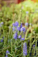 Veronica spicata 'Nana Blauteppich' (Aar-ereprijs 'Nana Blauteppich') - afbeelding 2