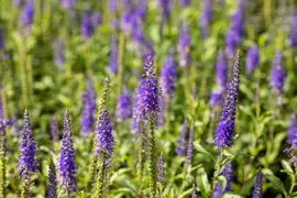 Veronica spicata 'Nana Blauteppich' (Aar-ereprijs 'Nana Blauteppich') - afbeelding 1