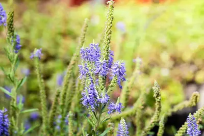 Veronica spicata 'Nana Blauteppich' (Aar-ereprijs 'Nana Blauteppich') - afbeelding 3