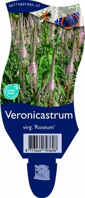 Veronicastrum virginicum 'Roseum' (Virgnische ereprijs) - afbeelding 1