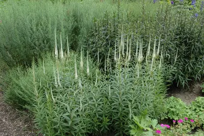 Veronicastrum (Virginische Ereprijs) - afbeelding 5