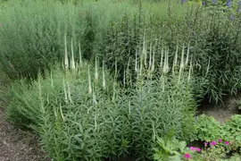 Veronicastrum (Virginische Ereprijs) - afbeelding 5