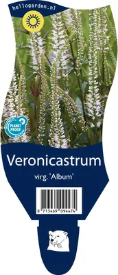 Veronicastrum (Virginische Ereprijs) - afbeelding 1